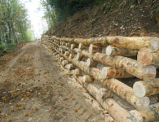 Palificate in legno presso il parco Burcina (BI)